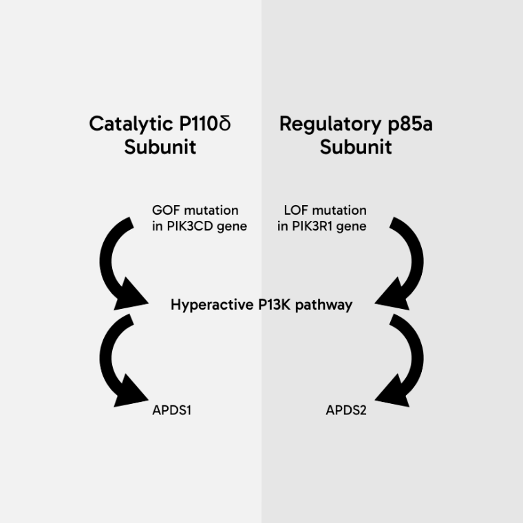 Diagram showing that a gain of function mutation in the PIK3CD gene, which encodes the catalytic P110δ subunit, leads to hyperactivation of the P13K pathway, resulting in APDS1. Diagram also shows that a loss of function mutation in the PIK3R1 gene, which codes for the regulatory p85a subunit, leads to hyperactivation of the P13K pathway, resulting in APDS2.